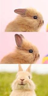 Elated Rabbit Rabbitsrock Cute Animals Images Bunny Paws Cute Animal Pictures