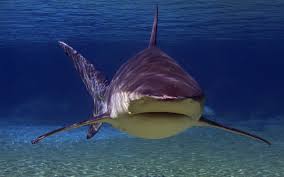 May contatin sensitive wound images*. Bull Shark Shark Facts And Information