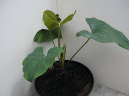 Image result for Equilabium parvum