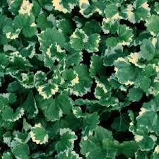 Maybe you would like to learn more about one of these? Glechoma Hederacea Variegata Sandy S Plants