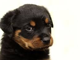 What's the best way to make a dog's tail? How Late Can You Dock A Dog S Tail Dog Discoveries