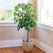 Ficus benjamina, or weeping fig, is a fast growing tree to 60' with an even greater spread.it needs lots of space for its extensive root system which tends to surface near the trunk, extending out under the canopy. Weeping Fig Ficus Plant Care Growing Guide