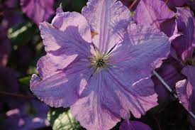 We did not find results for: Victoria Clematis Victoria Online Kaufen