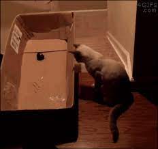Found On Ifunny Funny Gif Funny Animals Funny Cats