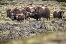 Oppdal safari has been organizing guided safaris and mountain hikes since 1995 and is today one of the biggest tour guiding companies in our region. Product Details Musk Ox Safari Dovrefjell National Park Oppdal Norway