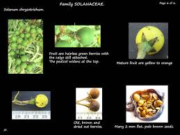 Image result for Solanum chrysotrichum