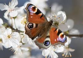 comment faire de son jardin un refuge pour les papillons image de papillon beaux papillons papillon