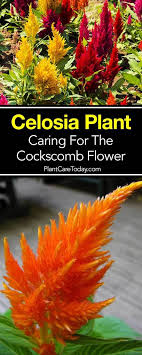 Celosia Plant Care Information Tips On How To Grow The Celosia Or Cockscomb Flower What To Look For When Buying Celosia Pest Celosia Plant Plants Plant Care