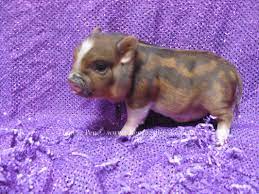 Great savings & free delivery / collection on many items. Miniature Pet Pigs For Sale Pet S Gallery
