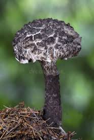 Image result for Strobilomyces strobilaceus