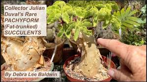 Image result for Cyphostemma quinatum