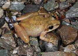 Brachyphona are temperate forests , rivers , intermittent rivers, swamps , freshwater marshes , intermittent freshwater marshes, freshwater springs , ponds , open excavations, and canals and ditches. Tennessee Watchable Wildlife Mountain Chorus Frog