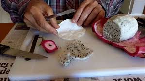 Maybe you would like to learn more about one of these? Cara Menanam Buah Naga Metode Stek Cepat Berbuah