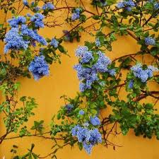 Image About Wallpaper In Layouts By Marina On We Heart It Lockscreens Tumblr Aesthetic Lockscreen Blue Layouts Flower Aesthetic Yellow Aesthetic Plants