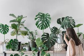 Como complemento decorativo, las plantas son parte del universo del diseño. Como Decorar Con Plantas De Interior Crea Interiors