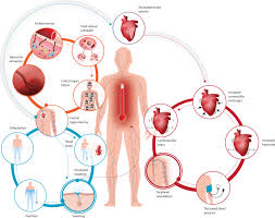 Hot weather and heat extremes: health risks - The Lancet
