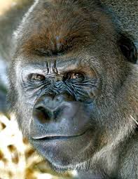 Robert de jonge, ooggetuige van de ontsnapping van gorilla bokito, vertelt zijn verhaal tegenover robert jensen. De Aap Is Los Na 10 Jaar Nog Steeds Achtervolgd Door Bokito Binnenland Ad Nl