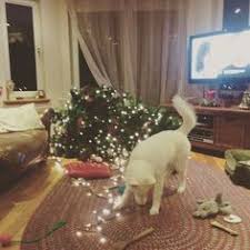 Come here to enjoy pictures, videos, articles and discussion. Tlc Pet Food Tlcpetfood Profile Pinterest