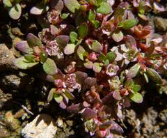 Image result for Elatinaceae