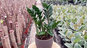 Image result for Zamiokulkas Zamioculcas