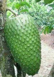 Pohon durian yang cepat berbuah, saat ini menjadi incaran bagi sebagian besar orang yang ingin menanam pohon durian tanpa perlu menunggu waktu lama untuk panen. Pokok Durian Belanda Buah Besar Jom Tanam Durian Belanda Boleh Ditanam Dalam Pasu Raga Kerek Pokok Cepat Berbuah Buah Besar Dan Manis Melekat Nak Anak Pokok Durian Belanda Sila Klik Link Whatsap Www Wasap My 60137783038 Penghantaran