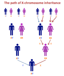 Dna And Family Tree Research Step 3 2 A Match On The X