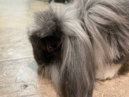 Lionhead holland lop mix - pets - craigslist