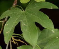 Image result for Triplochiton zambesiacus