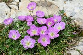 Image result for Geranium aculeolatum