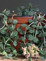 The parasitic plant has yellowish flowers, small yellowish green leaves, and waxy white berries.the plant itself is green, the berries are a plant native to mexico and central america that has small yellow flowers surrounded by large red, white, or pink leaves that look like flower petals.it is a plant. Hoya Curtisii Fung Wax Flower World Of Succulents Hoya Plants Plants Wax Flowers