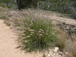 Image result for Helichrysum harveyanum