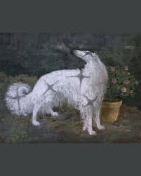 Image result for Ozoroa bredoi