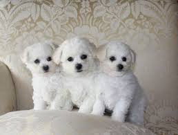 Puppy List Pictures Bichon Frise Puppy Bichon Poodle Mix Bichon Frise Dogs