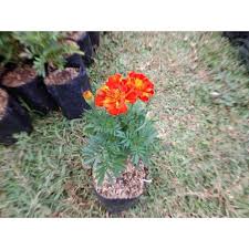 We did not find results for: Tanaman Hias Bunga Marigold Mini Pohon Bunga Marigold Mini Kotok Ayam Terbaru Agustus 2021 Harga Murah Kualitas Terjamin Blibli