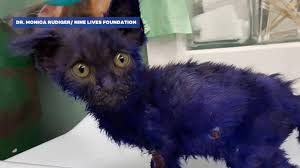 5 month old kittens available by lfleak: 8 Week Old Kitten Found With Multiple Bite Wounds Video Abc News