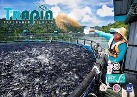 Is a company registered in malaysia. Tilapia Market Home Facebook