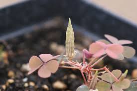 Image result for Oxalis oligotricha