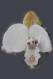 Image result for Eulophia schweinfurthii