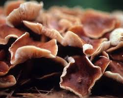 A guide to japanese mushrooms and keto happy keto. Elephant Ear Mushrooms Types All Mushroom Info