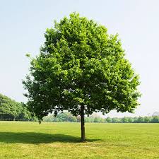 Proper tree care is an investment in any property, and at c&c tree service in canton, georgia, we will work with you to improve, maintain and protect your outdoor space. Tree Shaping Services Canton Georgia