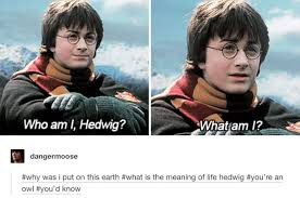 Some harry potter jokes are:how obsessed with harry potter are you? 26 Hilarious Harry Potter Jokes That Say What We Re All Thinking About Him