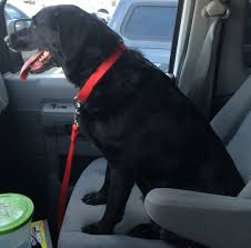 Why transport your pet by ground? Pet Travel Testimonials Pet Shipping Reviews Happy Tails Travel