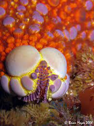 Firebrick Starfish Asterodiscides Truncatus Weird Creatures Sea Creatures Sea Animals