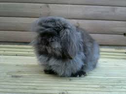 Miniature Lion Lop Breed Information and Pictures - PetGuide.com | PetGuide