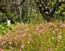 Image result for Chironia flexuosa