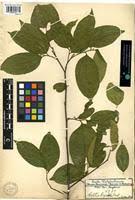 Image result for Celtis zenkeri