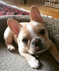 Hello French Bulldog Puppy Buldog Goruntuler Ile Kopek