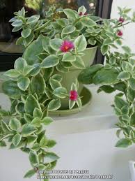 This tropical succulent plant is one of the best plants for hanging baskets. Cactus And Succulents Forum Anyone Have Experience With Mezoo Red Ice Plants Garden Org