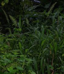 Image result for Setaria sulcata