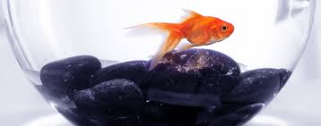 Stress In Fish Symptoms And Solutions Hartz